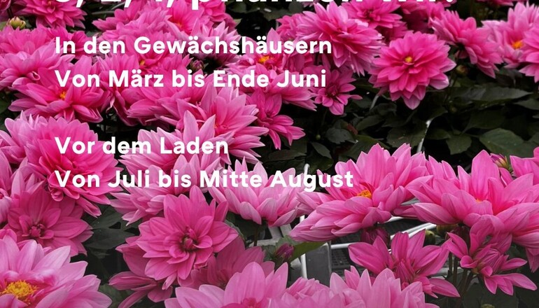 Verkauf von Gemüse- und Blumensetzlingen
