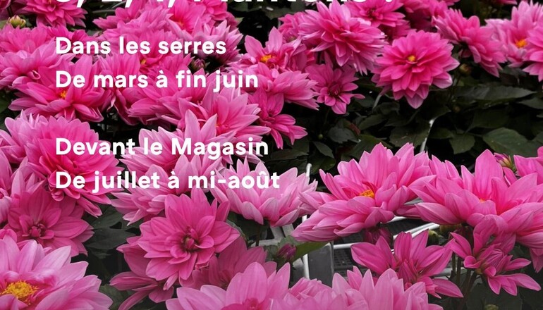 Vente de plantons de légumes et de fleurs